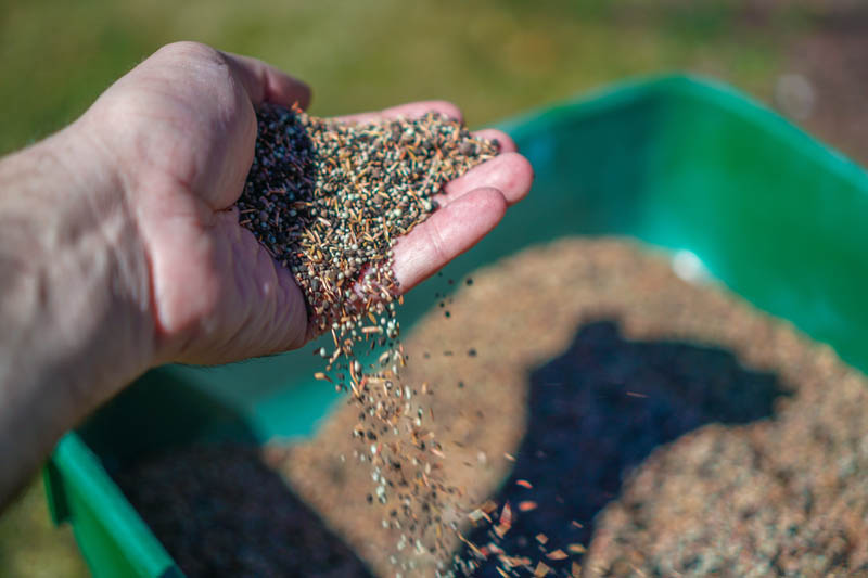 Spring Grass Seeding Westmount