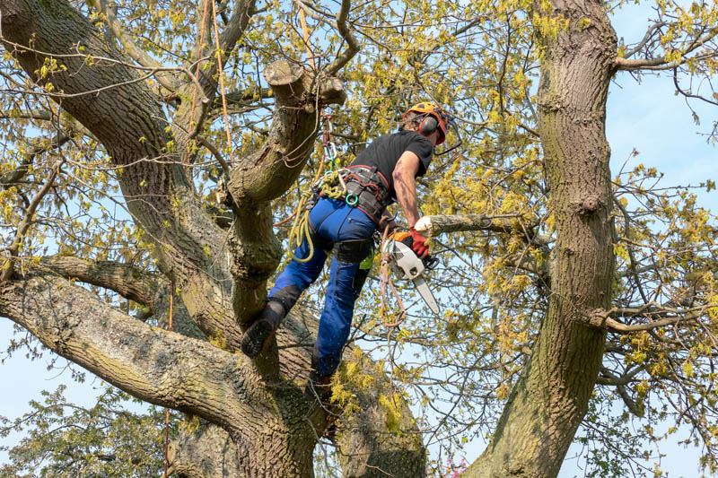 Pruner Westmount