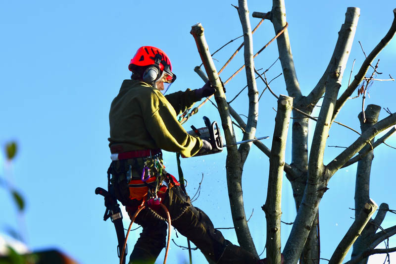 Tree Pruning Westmount