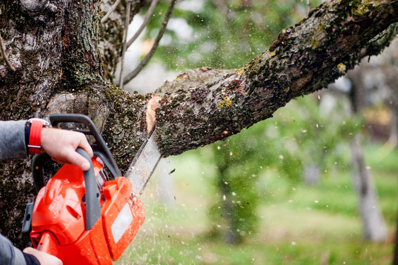 Tree Pruning Saint-Laurent