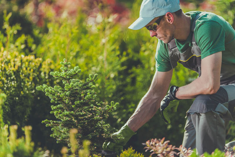 Landscaper Westmount
