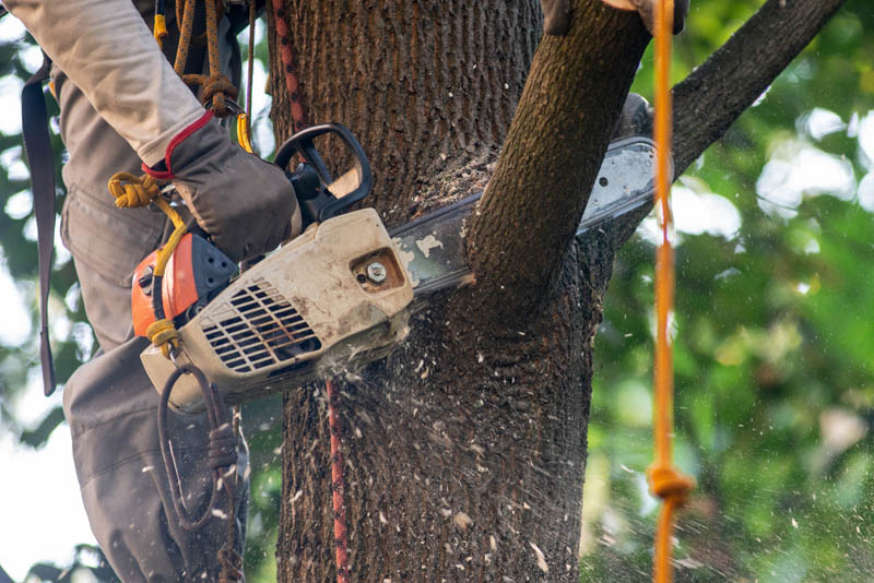 Pruner Saint-Laurent